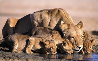 Mara lioness and cubs.jpg